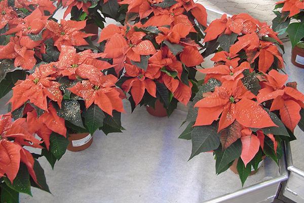 Horticulture PPR 433