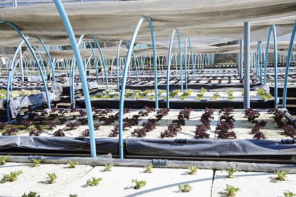 Horticulture F-80