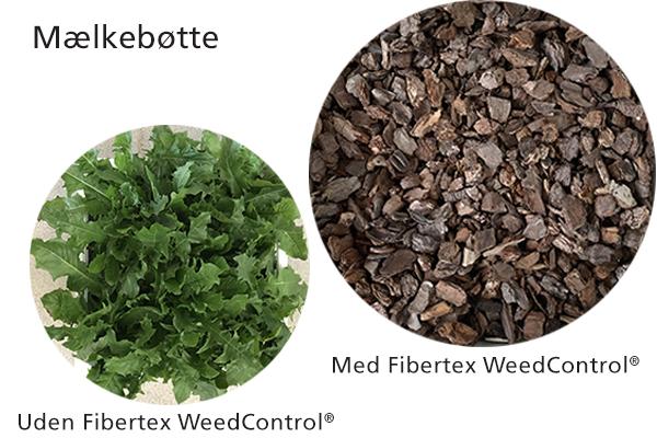 Home and Garden - Mælkebøtte