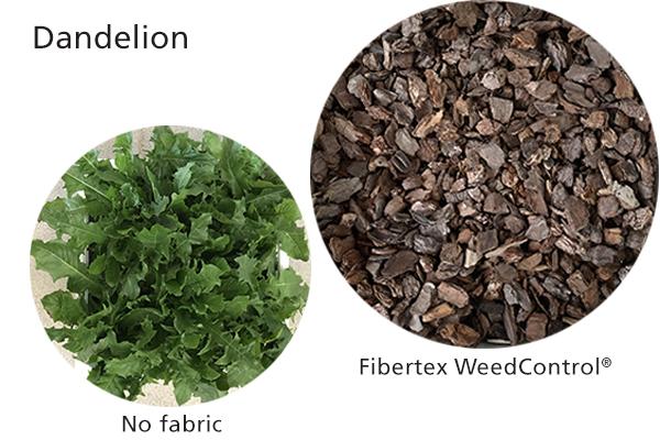 Home and Garden - Dandelion